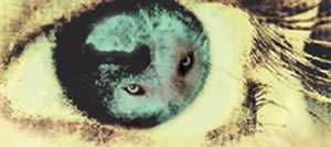 Gördüğüne Asla İnanma