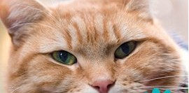 Sokak Kedisi Bob (Sıradışı Bir Dostluk Öyküsü)