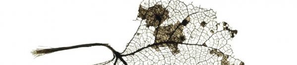 Otuz Beş Yaş / Bütün Şiirleri