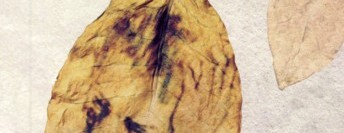 Dört Köşeli Üçgen