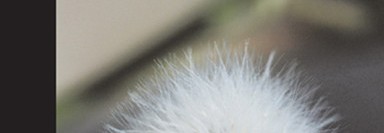 Örümceklerin Yuvalandığı Patika